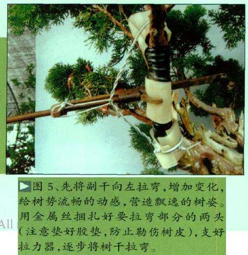 图解 真柏盆景怎么嫁接树材的15个过程