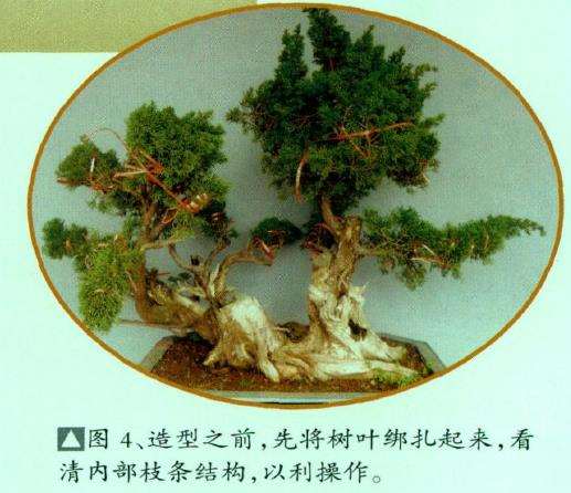 图解 真柏盆景怎么嫁接树材的15个过程