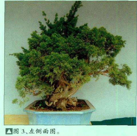 图解 真柏盆景怎么嫁接树材的15个过程