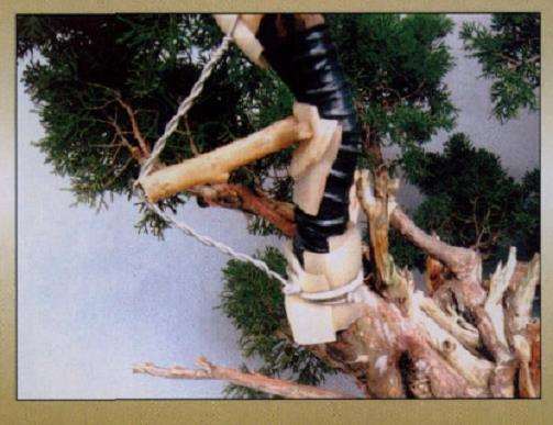 图解 真柏盆景怎么嫁接树材的15个过程