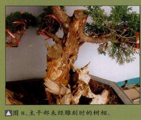 图解 真柏盆景怎么嫁接树材的15个过程