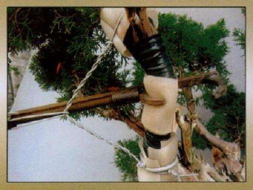 图解 真柏盆景怎么嫁接树材的15个过程