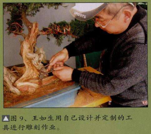 图解 真柏盆景怎么嫁接树材的15个过程