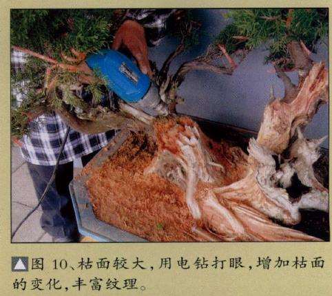 图解 真柏盆景怎么嫁接树材的15个过程
