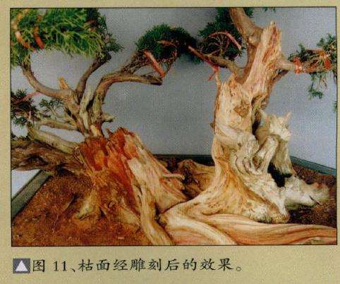 图解 真柏盆景怎么嫁接树材的15个过程