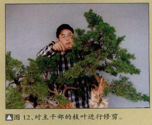 图解 真柏盆景怎么嫁接树材的15个过程