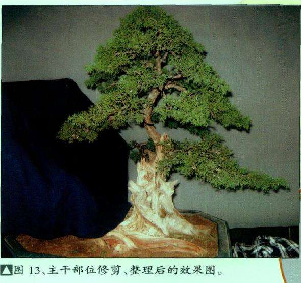 图解 真柏盆景怎么嫁接树材的15个过程