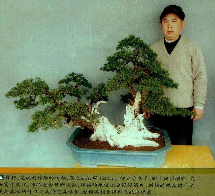 图解 真柏盆景怎么嫁接树材的15个过程