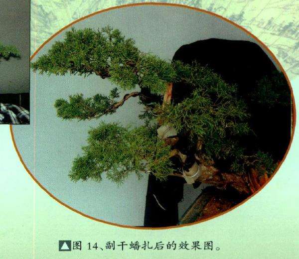 图解 真柏盆景怎么嫁接树材的15个过程