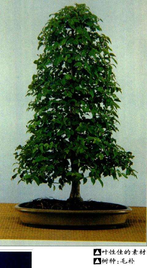 盆景艺术如何选择素材的9个方法