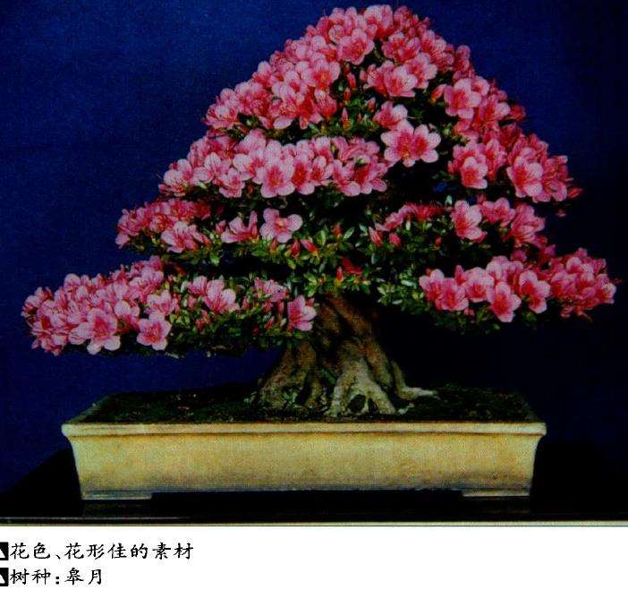 盆景艺术如何选择素材的9个方法