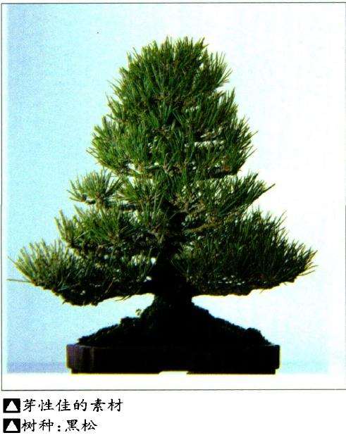盆景艺术如何选择素材的9个方法