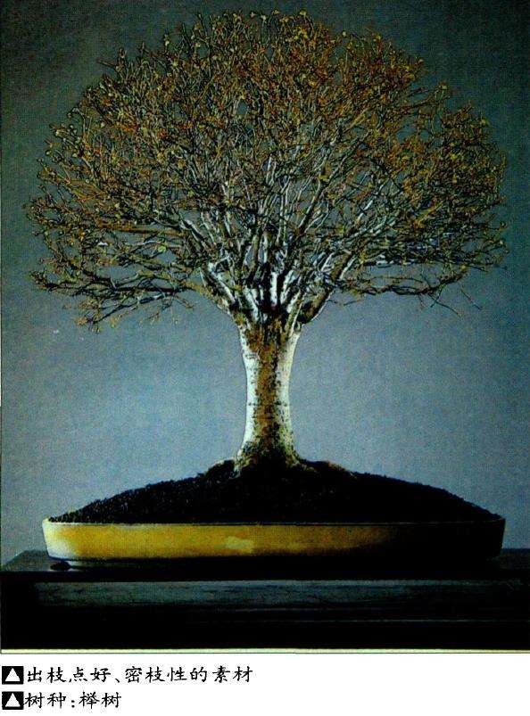 盆景艺术如何选择素材的9个方法