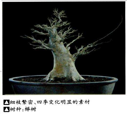 盆景艺术如何选择素材的9个方法