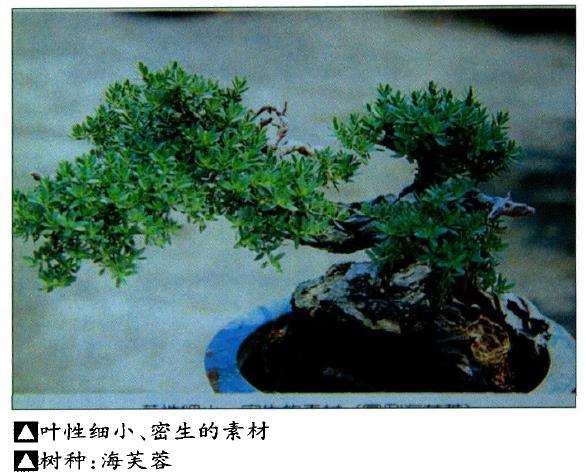 盆景艺术如何选择素材的9个方法