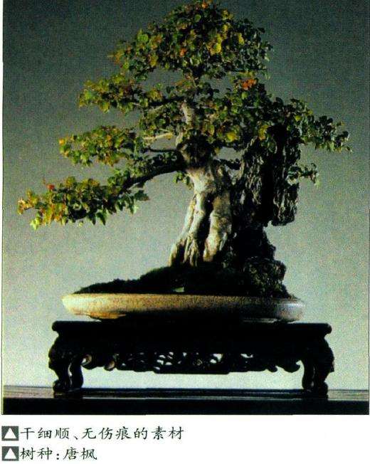 盆景艺术如何选择素材的9个方法
