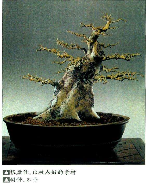 盆景艺术如何选择素材的9个方法