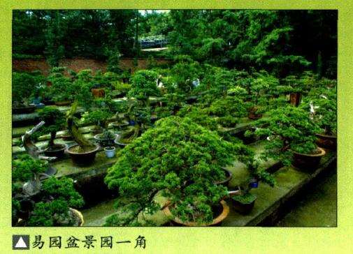 成都市金牛区的易园盆景园