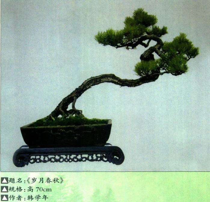 韩学年盆景艺术