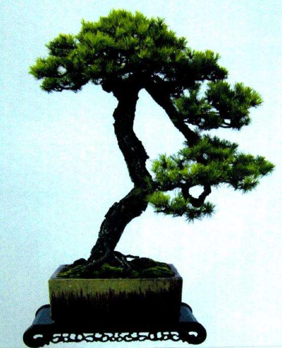 韩学年盆景艺术