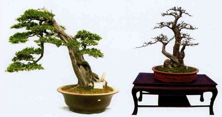 读了2010年《花木盆景》盆景赏石版