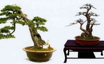 读了2010年《花木盆景》盆景赏石版