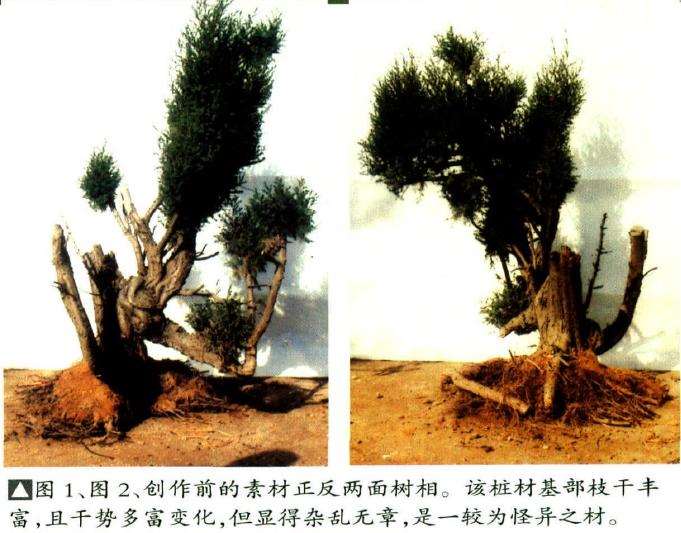 创作前的素材正反两面树相