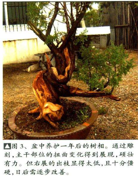 盆中养护一年后的树相