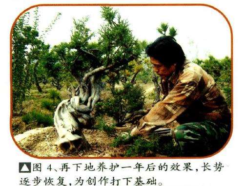 再下地养护一年后的效果