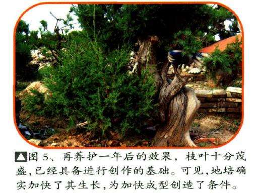 再养护一年后的效果