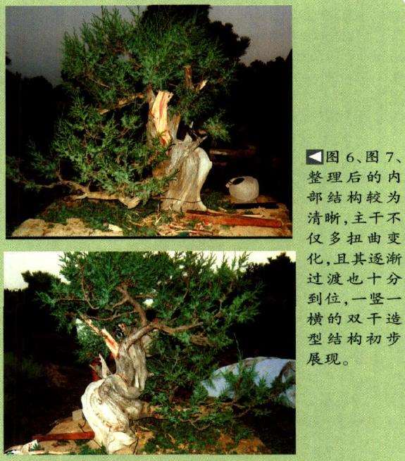 图解 王恒亮怎么雕琢盆景的15个过程