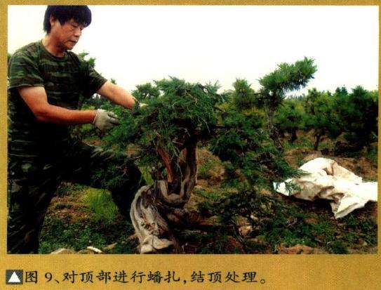 对顶部进行蟠扎