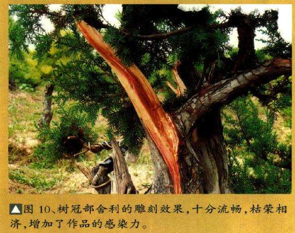 树冠部舍利的雕刻效果