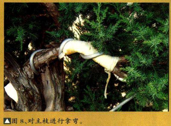 对主枝进行拿育