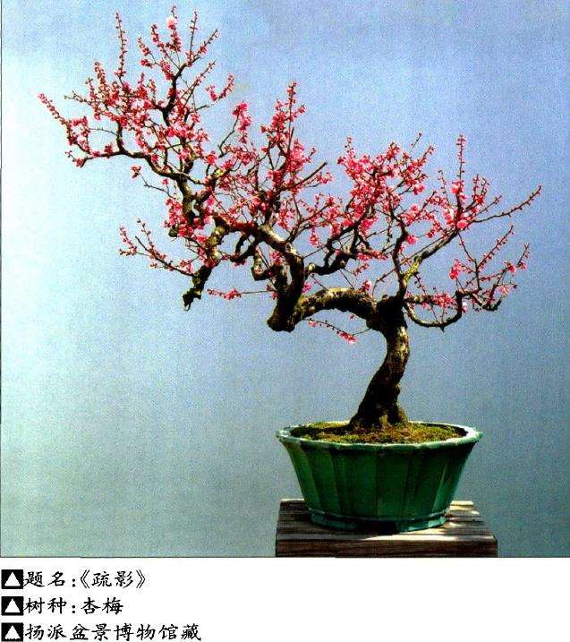 杂木盆景树种可再分为以下5类