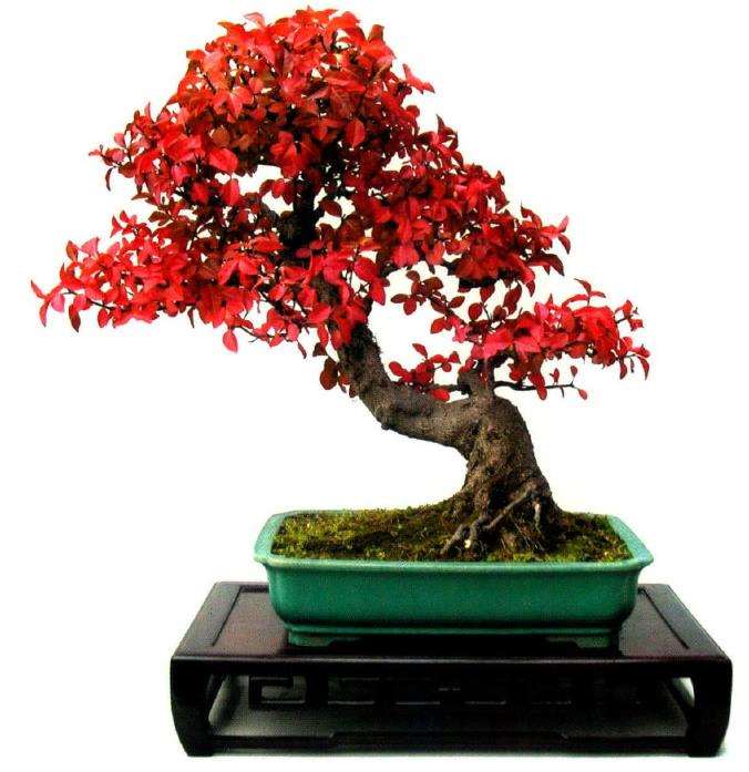 杂木盆景树种可再分为以下5类