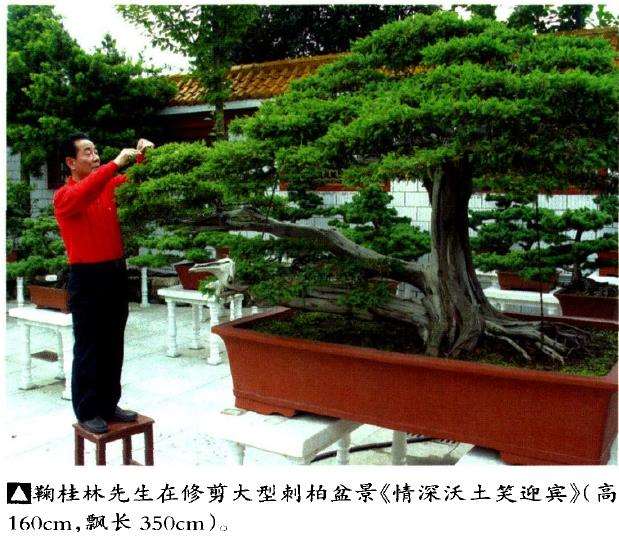 泰州鞠桂林盆景艺术