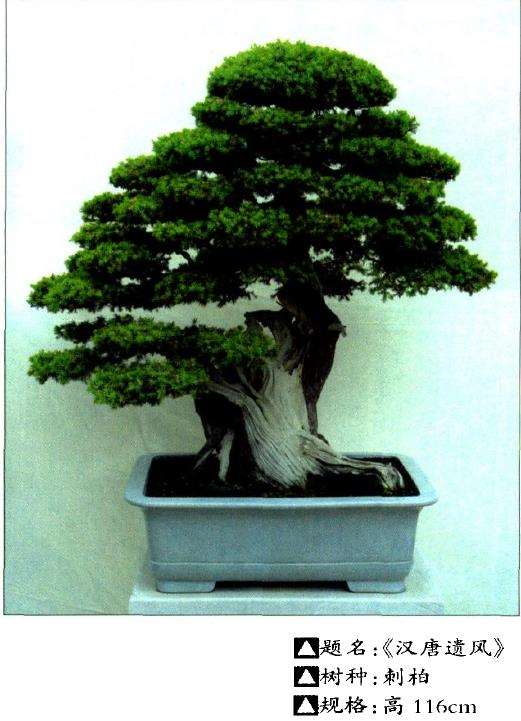 泰州鞠桂林盆景艺术