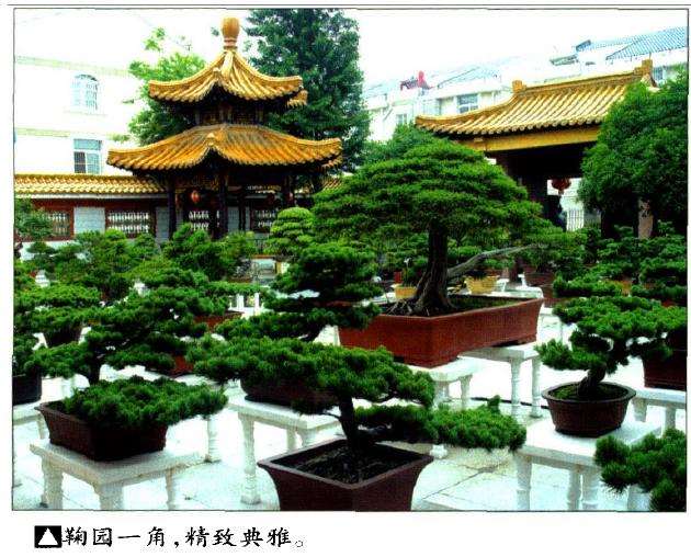 泰州鞠桂林盆景艺术