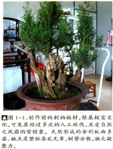 图解 刺柏盆景怎么雕刻蟠扎的6个步骤
