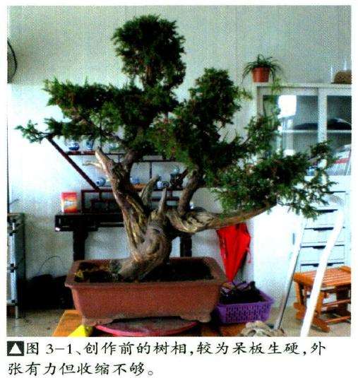 图解 刺柏盆景怎么瘤部雕刻的5个过程