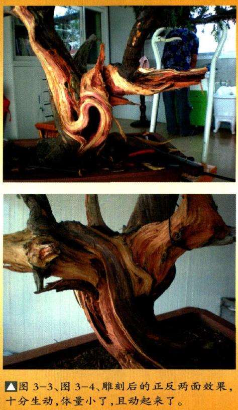 图解 刺柏盆景怎么瘤部雕刻的5个过程