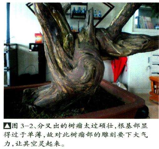 图解 刺柏盆景怎么瘤部雕刻的5个过程