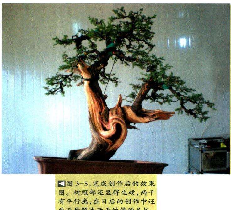 图解 刺柏盆景怎么瘤部雕刻的5个过程