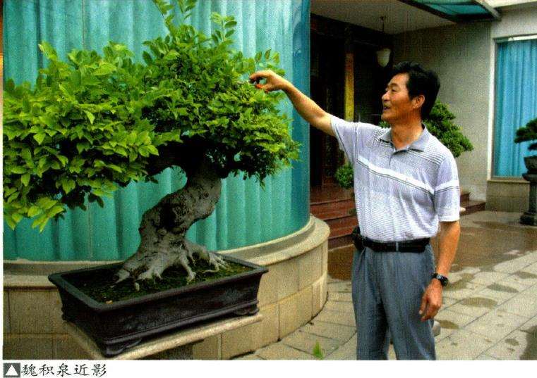 记厦门市盆景雅石研究会会长魏积泉