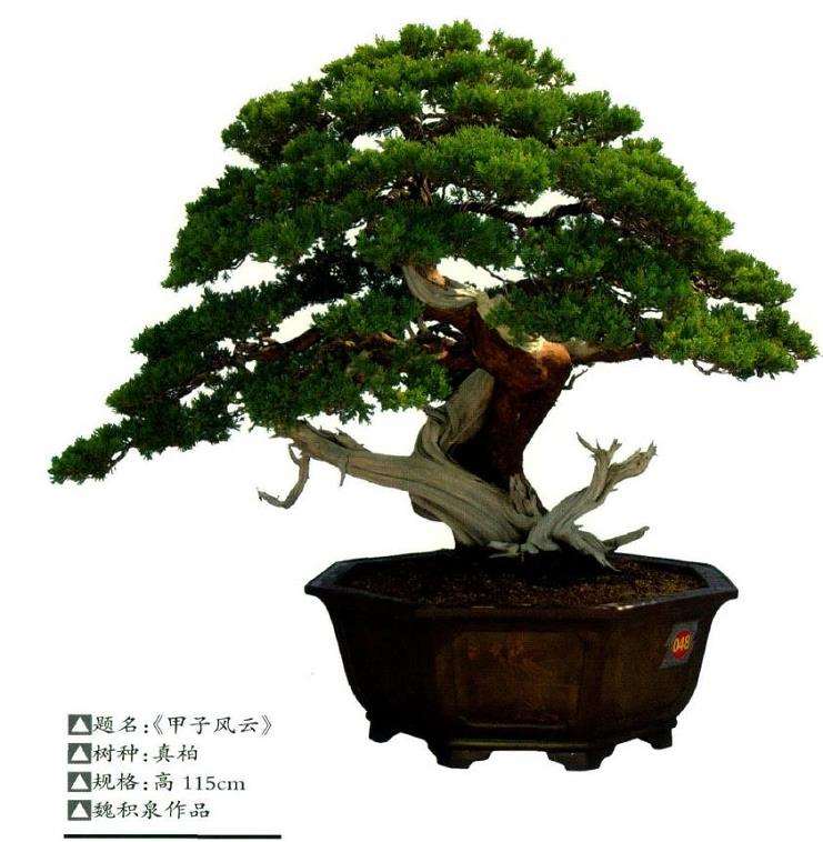 记厦门市盆景雅石研究会会长魏积泉