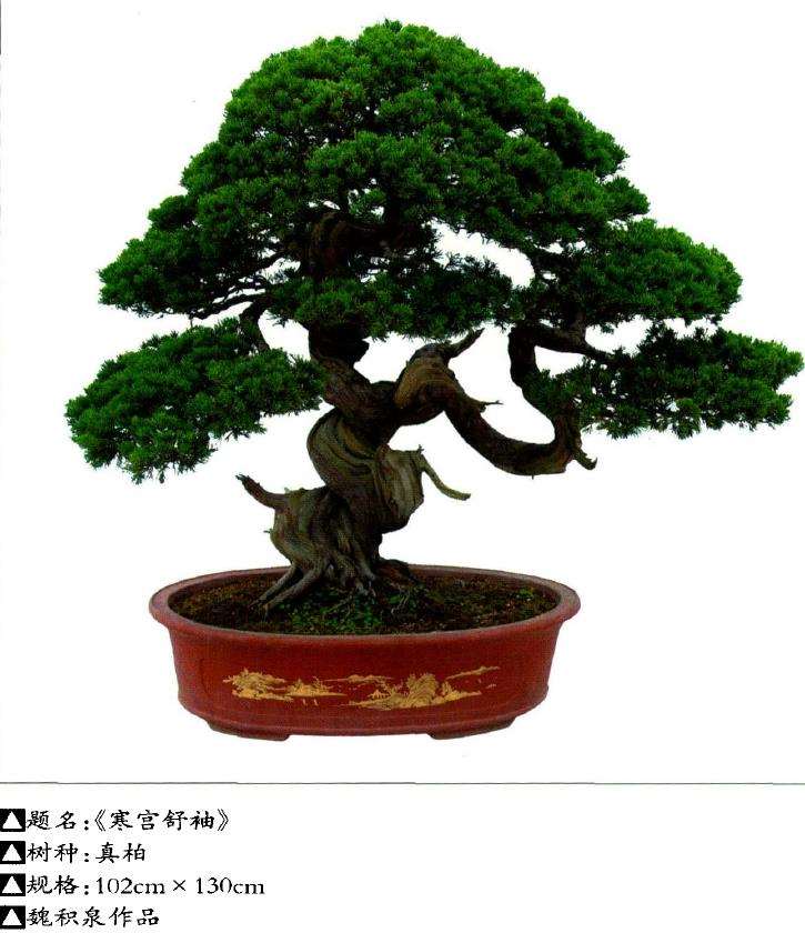 记厦门市盆景雅石研究会会长魏积泉