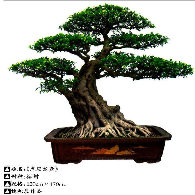 记厦门市盆景雅石研究会会长魏积泉