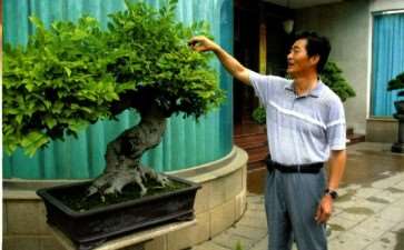 记厦门市盆景雅石研究会会长魏积泉