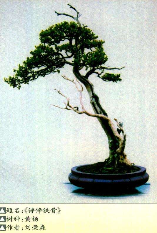 当今的世界盆景界风起云涌